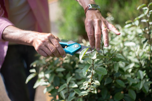 Best summer garden pruning shears for Saudi gardens